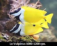     
: Lo Vulpinus 8.jpg
: 224
:	18.7 
ID:	661402