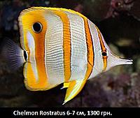     
: Chelmon Rostratus 6-7.jpg
: 214
:	36.5 
ID:	665526