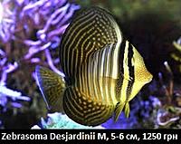     
: Zebrasoma Desjardinii 8.jpg
: 194
:	26.7 
ID:	665535