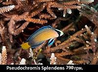     
: Pseudochromis Splendens.jpg
: 210
:	28.2 
ID:	665537