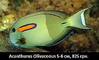     
: Acanthurus Olivaceous.jpg
: 201
:	19.4 
ID:	665538