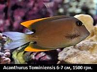     
: Acanthurus Tominiensis.jpg
: 202
:	20.1 
ID:	665540