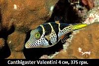     
: Canthigaster Valentini.jpg
: 211
:	22.2 
ID:	665543