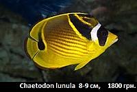     
: chaethodon lunula.jpg
: 208
:	16.8 
ID:	665546