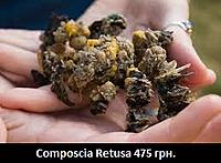     
: Composcia Retusa.jpg
: 213
:	18.1 
ID:	665549