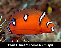     
: Coris Gaimard Formosa.jpg
: 202
:	20.2 
ID:	665550