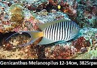     
: Genicanthus Melanospilus male.jpg
: 196
:	35.7 
ID:	665553