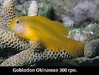     
: Gobiodon Okinawae.jpg
: 202
:	20.9 
ID:	665555