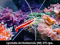     
: Lysmata Amboinensis (M).jpg
: 190
:	31.0 
ID:	665560
