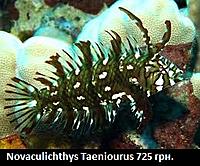     
: Novaculichthys Taeniourus.jpg
: 198
:	30.5 
ID:	665563