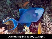     
: Odonus Niger.jpg
: 197
:	24.3 
ID:	665564