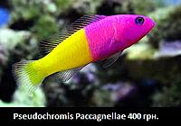     
: Pseudochromis Paccagnelae.jpg
: 197
:	19.5 
ID:	665568