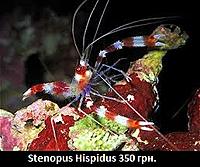     
: Stenopus Hispidus.jpg
: 190
:	27.1 
ID:	665571