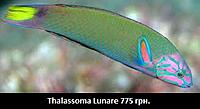     
: Thalassoma Lunare.jpg
: 170
:	17.1 
ID:	665573