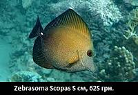     
: Zebrasoma Scopas.jpg
: 173
:	21.5 
ID:	665574