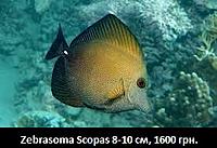     
: Zebrasoma Scopas1.jpg
: 178
:	21.9 
ID:	665575