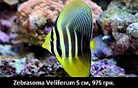     
: Zebrasoma Veliferum.jpg
: 188
:	27.1 
ID:	665576