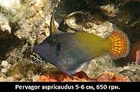     
: pervagor aspricaudus.jpg
: 183
:	22.4 
ID:	665577