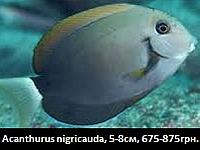     
: acanthurus nigricauda.jpg
: 183
:	12.4 
ID:	665578