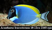     
: Acanthurus leucosternon.jpg
: 198
:	21.2 
ID:	675353