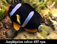     
: Amphiprion sebae.jpg
: 184
:	20.3 
ID:	675360