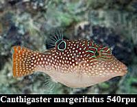     
: Canthigaster margeritatus.jpg
: 196
:	19.2 
ID:	675361