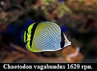     
: Chaetodon vagabundus.jpg
: 164
:	14.3 
ID:	675367