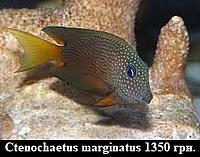     
: Ctenochaetus marginatus.jpg
: 176
:	25.4 
ID:	675369