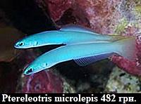     
: Ptereleotris microlepis.jpg
: 179
:	14.6 
ID:	675388