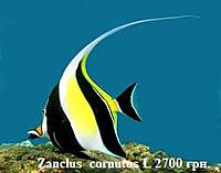     
: Zanclus cornutus L.jpg
: 182
:	14.1 
ID:	675395
