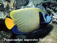     
: Pomacanthus imperator adult.jpg
: 157
:	27.3 
ID:	675798