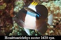     
: Hemittaurichthys zoster.jpg
: 168
:	18.6 
ID:	675801