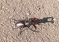     
: Beetle.jpg
: 275
:	1.30 
ID:	657927