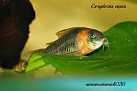     
: Corydoras eques.jpg
: 237
:	86.1 
ID:	574031