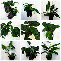     
: Anubias.jpg
: 375
:	1.35 
ID:	607211