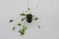     
: Marsilea-hirsuta.jpg
: 272
:	16.1 
ID:	622508