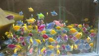     
:  GloFish (4).jpg
: 103
:	177.1 
ID:	688620