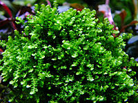     
: Bucephalandra-1024x768.jpg
: 385
:	362.5 
ID:	642965