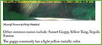     
: Micariffs-p165-Philip Shaddock-Guppy Color Strains.jpg
: 995
:	37.0 
ID:	459015