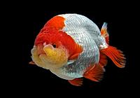     
: Goldfish-Ranchu-red-white-9.jpg
: 101
:	36.1 
ID:	671802