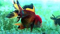     
: oranda_1.jpg
: 100
:	120.1 
ID:	672096