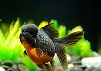     
: Goldfish-Crown-Pearl-Scale-red-black-2.jpg
: 69
:	54.3 
ID:	682579