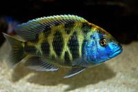     
: 94-3.venustus-cichlid.jpg
: 336
:	45.5 
ID:	649448