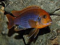     
: 1471519473_iodotropheus-sprengerae-2.jpg
: 329
:	55.1 
ID:	649451