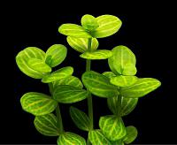 Нажмите на изображение для увеличения
Название: Lindernia rotundifolia Variegated.jpg
Просмотров: 5136
Размер:	21.3 Кб
ID:	148539