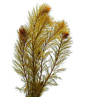 Нажмите на изображение для увеличения
Название: myriophyllum-sp-roraima-bunch.jpg
Просмотров: 4687
Размер:	277.7 Кб
ID:	543196