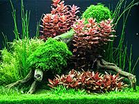     
: 342232064_4_1000x700_rotala-makrandra-akvariumnye-rasteniya-zhivotnye.jpg
: 292
:	153.7 
ID:	608941