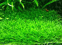     
: peacock_moss_1470485038_802dc829.jpg
: 3721
:	141.2 
ID:	658770