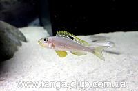     
: Xenotilapia papilio Sunflower Kantalamba.jpg
: 566
:	298.6 
ID:	111813