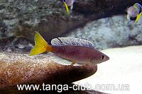     
: Cyprichromis leptosoma Moliro.jpg
: 431
:	493.1 
ID:	116401